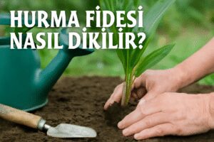 Hurma Fidesi Nasıl Dikilir?