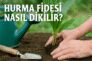 Hurma Fidesi Nasıl Dikilir?