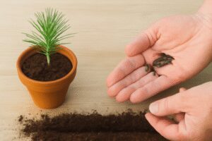 Karaçam tohumu nasıl dikilir?