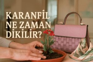 Karanfil Ne Zaman Dikilir?