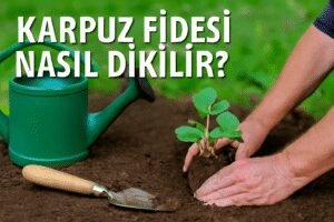 Karpuz Fidesi Nasıl Dikilir?