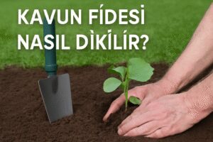 Kavun Fidesi Nasıl Dikilir?