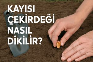 Kayısı Çekirdeği Nasıl Dikilir?