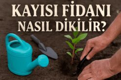 Kayısı Fidanı Nasıl Dikilir?