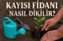 Kayısı Fidanı Nasıl Dikilir?