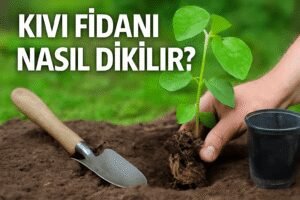 Kivi Fidanı Nasıl Dikilir?