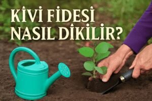 Kivi Fidesi Nasıl Dikilir?