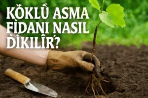 Köklü Asma Fidanı Nasıl Dikilir?