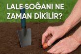 Lale Soğanı Ne Zaman Dikilir?