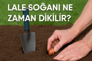 Lale Soğanı Ne Zaman Dikilir?