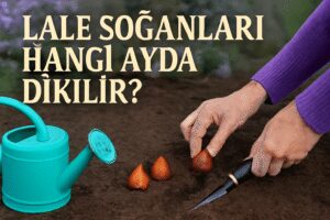 Lale Soğanları Hangi Ayda Dikilir?