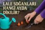 Lale Soğanları Hangi Ayda Dikilir?