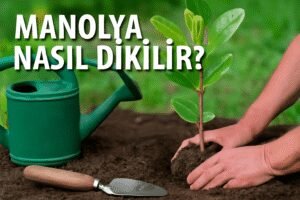 Manolya Nasıl Dikilir?
