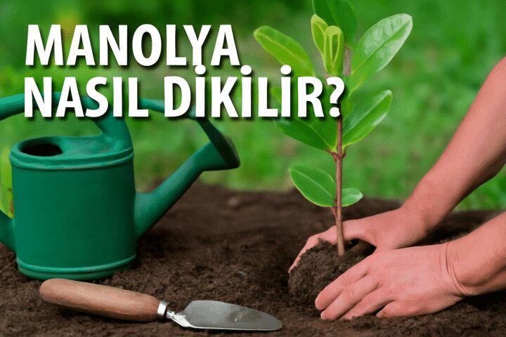 Manolya Nasıl Dikilir?