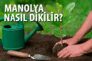 Manolya Nasıl Dikilir?