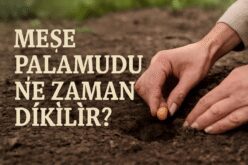 Meşe Palamudu Ne Zaman Dikilir?