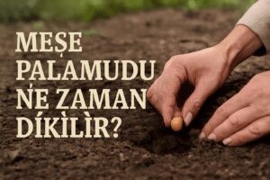Meşe Palamudu Ne Zaman Dikilir?