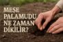 Meşe Palamudu Ne Zaman Dikilir?