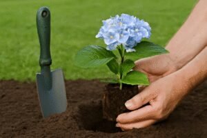 Ortanca Çiçeği Nasıl Dikilir?