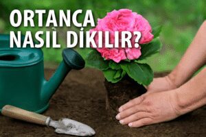Ortanca Nasıl Dikilir?