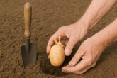 Patates Ne Zaman Dikilir?