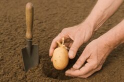 Patates Ne Zaman Dikilir?