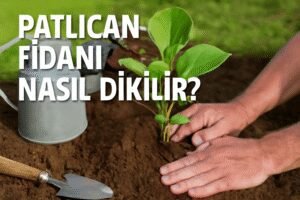 Patlıcan Fidanı Nasıl Dikilir?