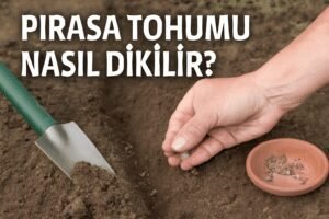 Pırasa Tohumu Nasıl Dikilir?
