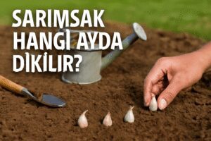 Sarımsak Hangi Ayda Dikilir?