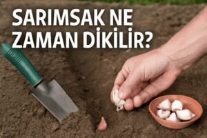 Sarımsak Ne Zaman Dikilir?