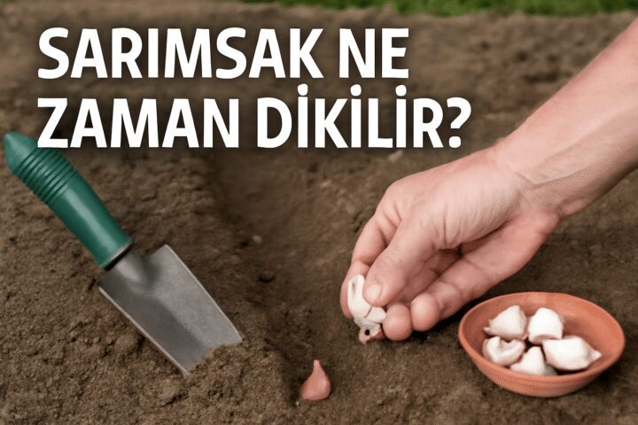 Sarımsak Ne Zaman Dikilir?