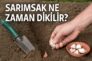Sarımsak Ne Zaman Dikilir?