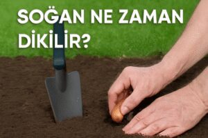 Soğan Ne Zaman Dikilir?