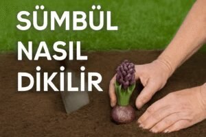 Sümbül Nasıl Dikilir?
