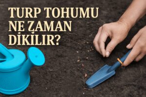 Turp Tohumu Ne Zaman Dikilir?