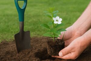 Yasemin çiçeği nasıl dikilir?