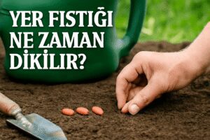 Yer Fıstığı Ne Zaman Dikilir?