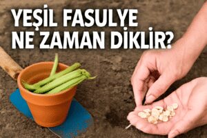 Yeşil Fasulye Ne Zaman Dikilir?