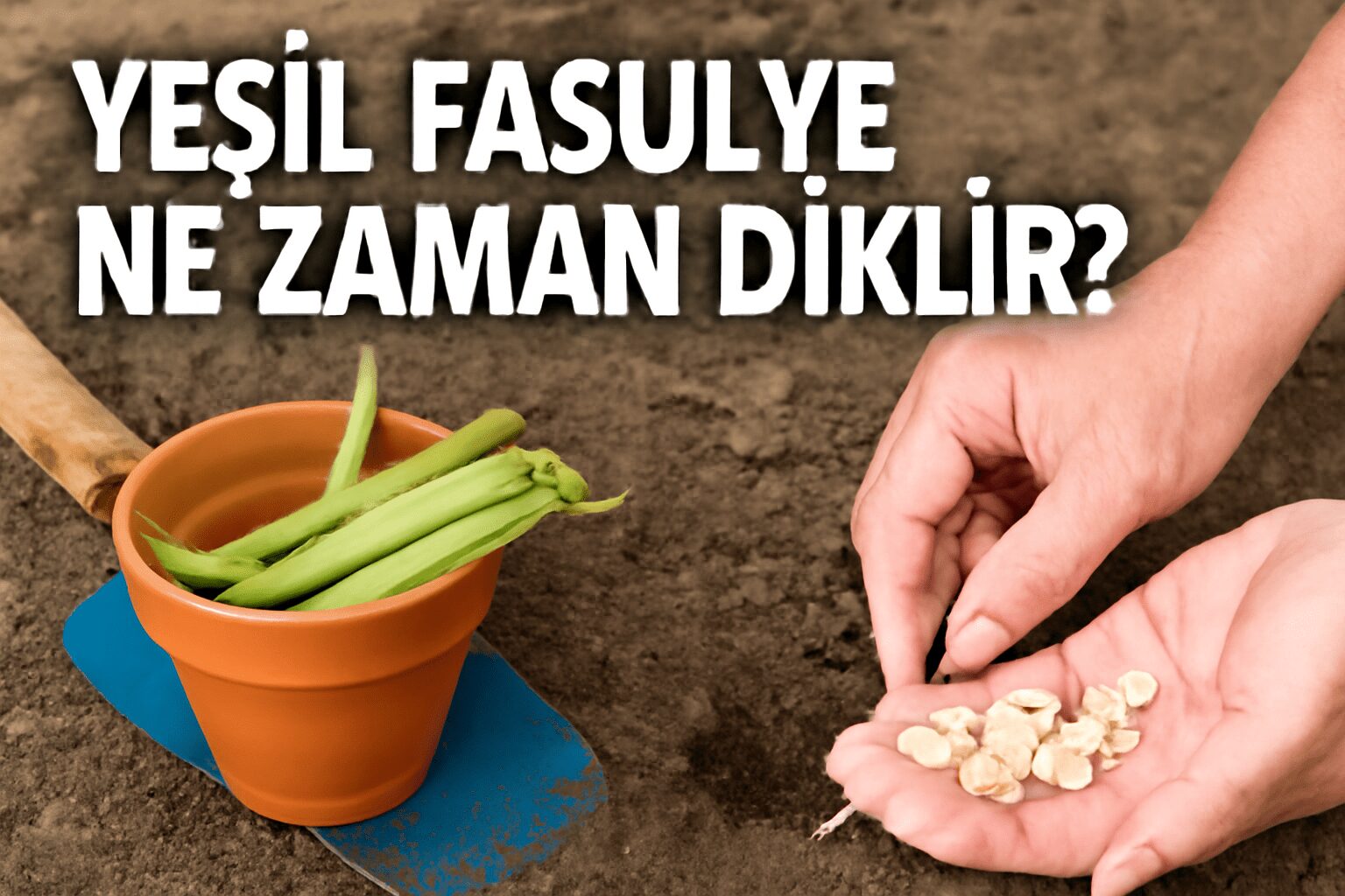 Yeşil Fasulye Ne Zaman Dikilir