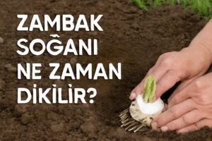 Zambak Soğanı Ne Zaman Dikilir?