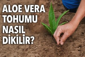 Aloe Vera Tohumu Nasıl Dikilir?